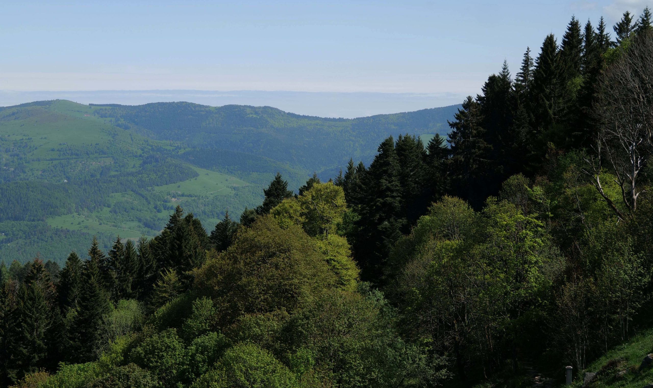 Vosges